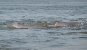 Don Khong Island Dolphins, Mekong River, Laos